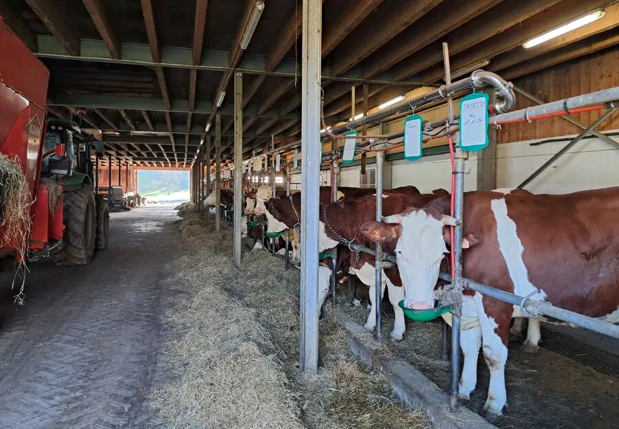 Les vaches de la Ferme Schmidt Les vaches de la Ferme Schmidt